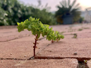 Naturaleza abriéndose paso