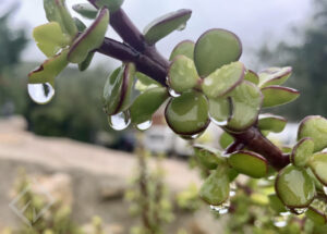 Gotas de lluvia en planta